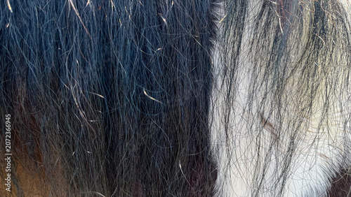 Cuadro en lienzo Close-Up Texture of Horse Coat with Natural Hair Detail