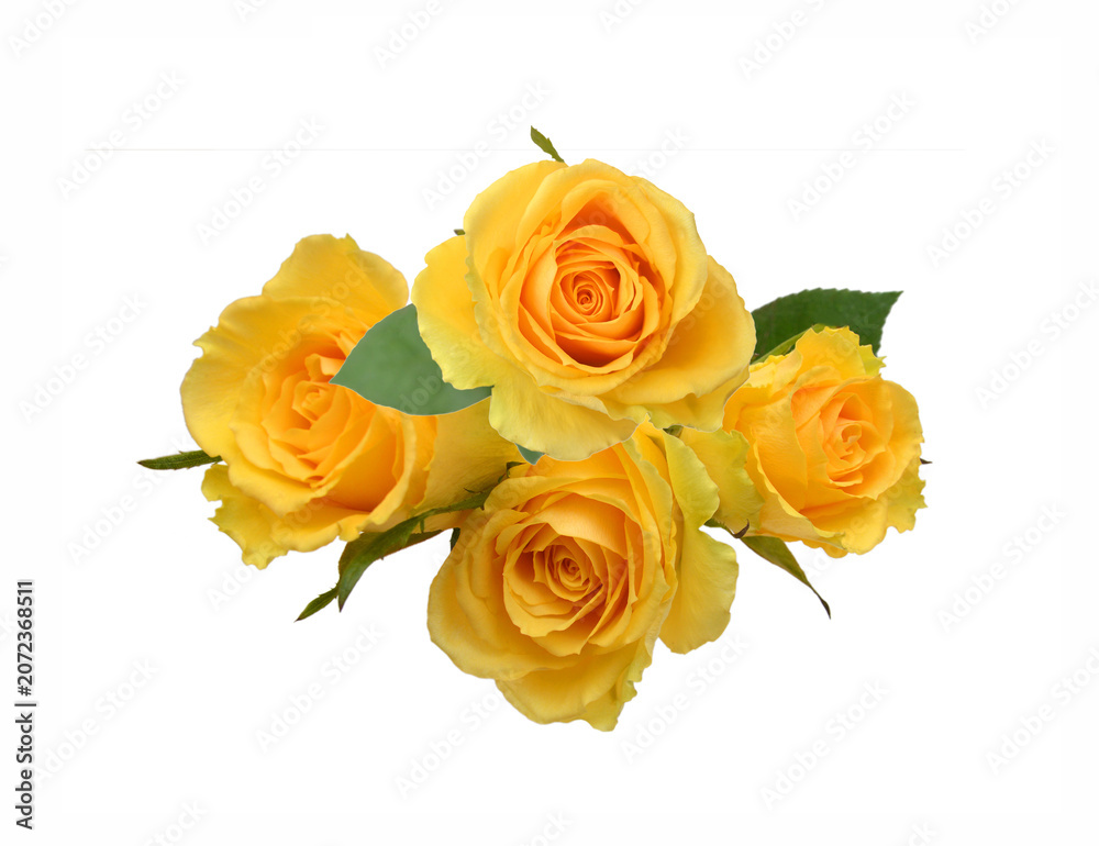 Naklejka premium Yellow rose flowers isolated on white