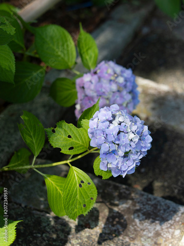 階段沿いに咲いた紫陽花