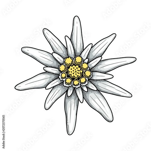 Detailed White Edelweiss Flower with Grey Accents