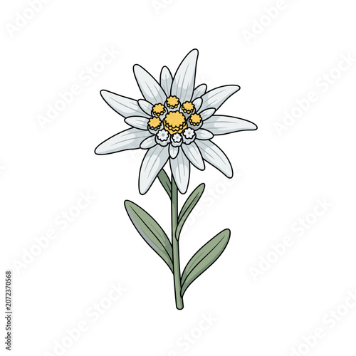 Single Edelweiss Flower with Green Stem and Leaves