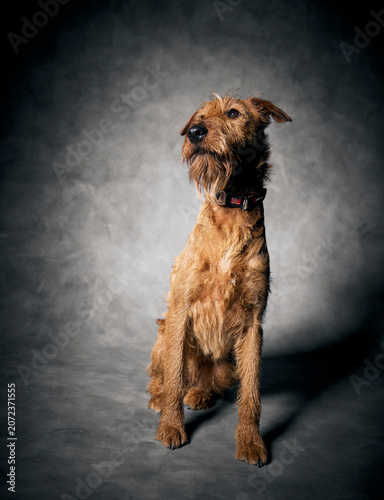 Canvastavla portrait of a dog, Irish terrier