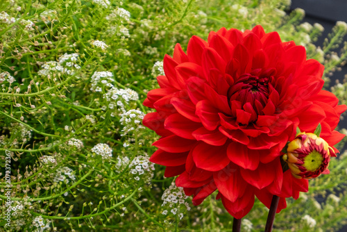 Foto A large red dahlia flower growing in a perennial garden with delicate white baby's breath