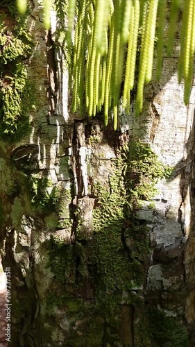 Close-up shot of a moss-covered tree trunk with hanging epiphytic plants (Huperzia phlegmaria) illuminated by warm natural sunlight in a tropical forest environment.