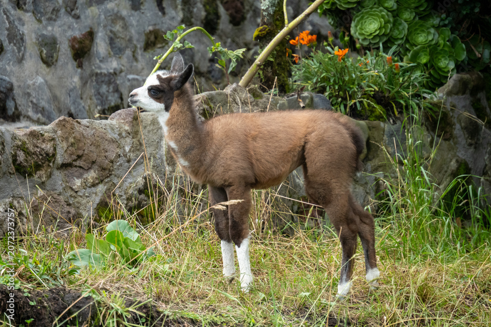 Fototapeta premium Baby llama at an ecolodge near Cotopaxi National Park, in Ecuador