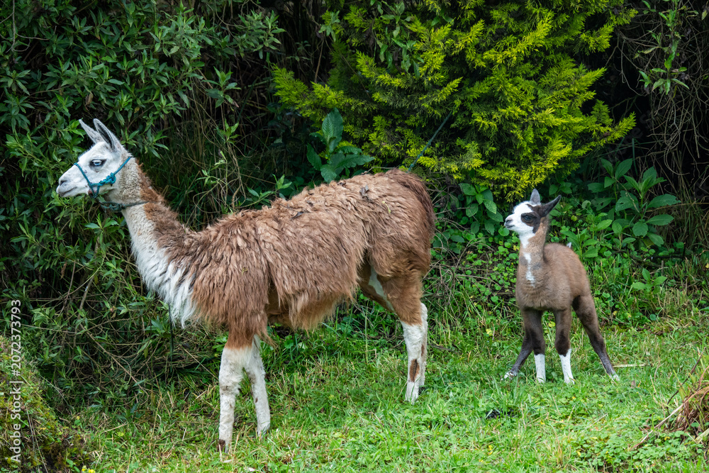 Fototapeta premium Baby llama with its mother at an ecolodge near Cotopaxi National Park, in Ecuador