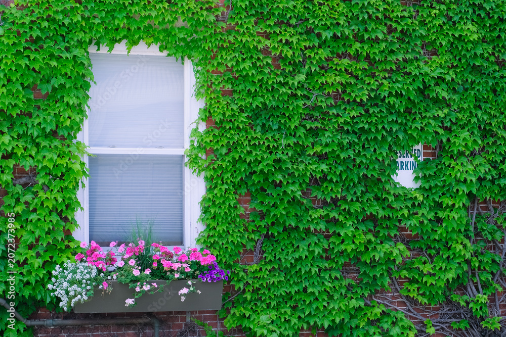 Fototapeta premium Brick wall covered in green ivy with a window, flower box, beautiful street view.