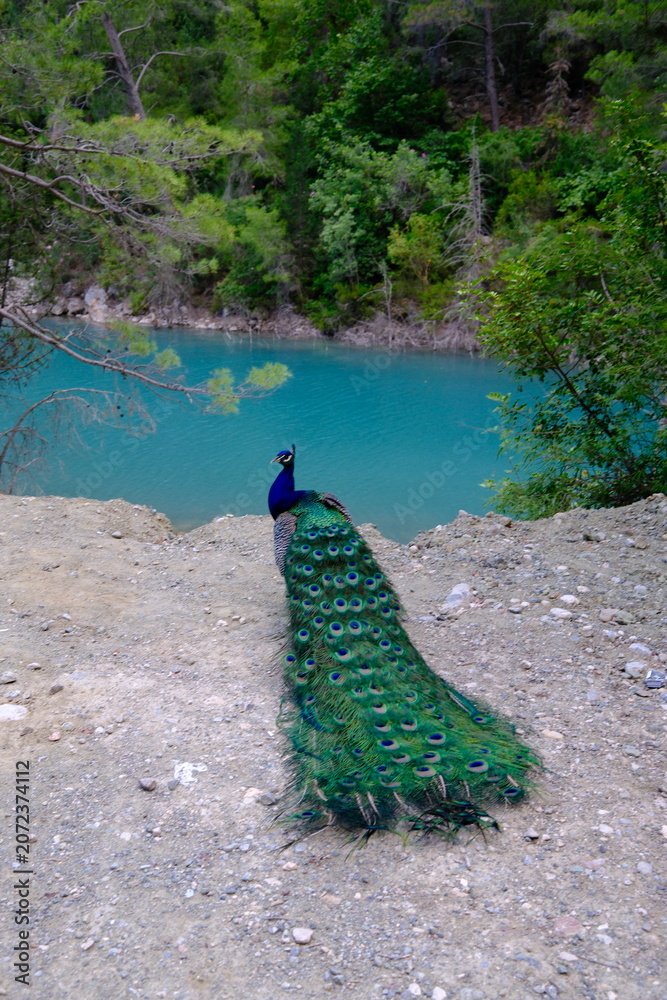 Obraz premium Vibrant peacock with turquoise canyon waters in background, Göynük Canyon National Park, Antalya, Turkey