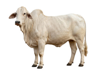 A white cow stands isolated on a plain background, showcasing its natural beauty.