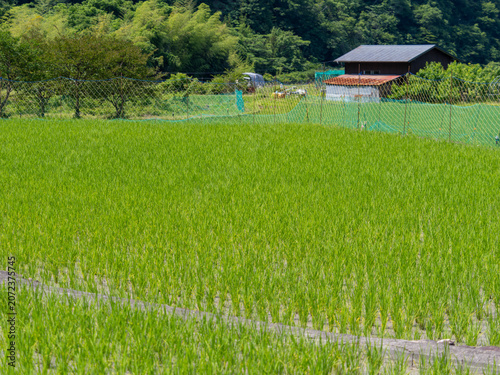 猪名川町の小さな棚田