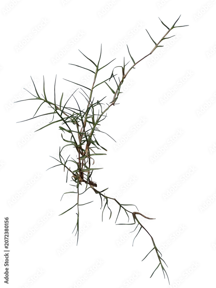 Fototapeta premium Thorny wild gorse plant stem with sharp spines as isolated element