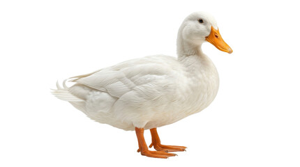 A white pekin duck standing alone on a plain background, looking to the side.