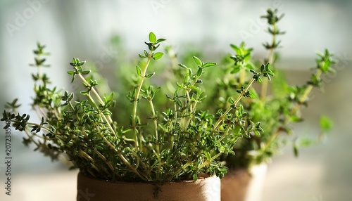 Fresh Thyme Sprigs A Close Up View Of Aromatic Culinary Herb