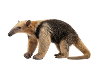 Giant anteater walking on white background, profile view, natural light, earthy tones.