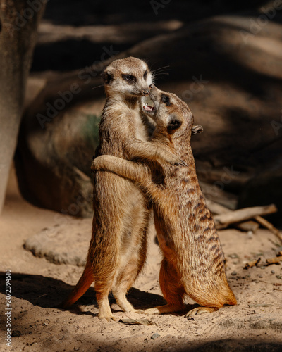 Meerkats embracing showing social bonding and friendship