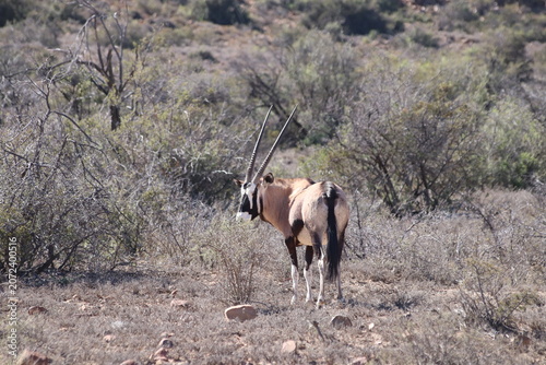 Fotografie A wild gemsbok oryx looking back and standing in the dry bush of Karoo National Park, South Africa, September 2017