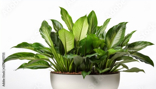 Asplenium Nidus Isolated On White Background
