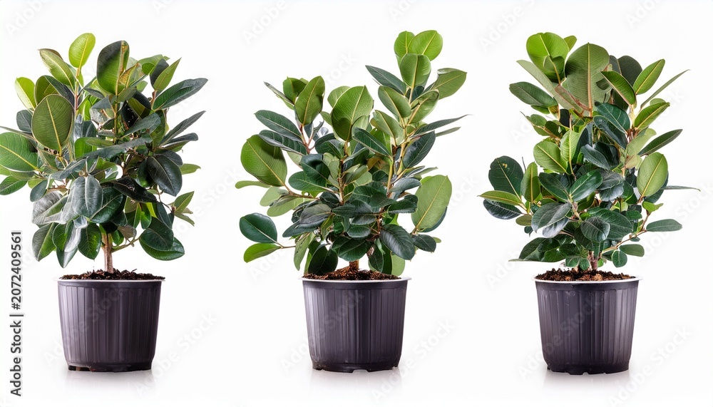 Fototapeta premium Ficus Lyrata Houseplant In Plant Pot Isolated On White Transparent Background Design Element Cut Out Object Collection