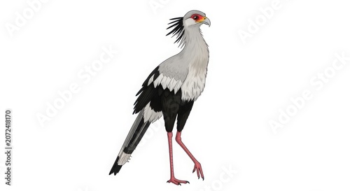 Full body side view of a secretary bird with secretary wildlife predator feathers standing isolated background ornithology raptorial predatory striking creature vertebrate
