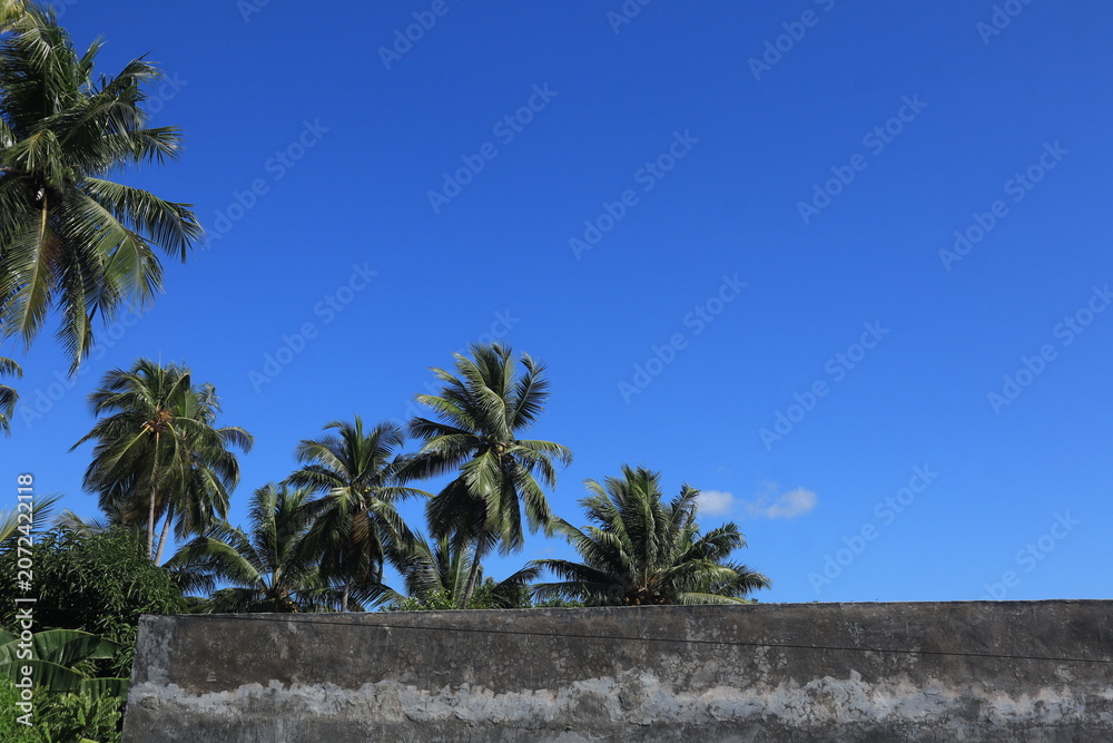 Fototapeta premium Coconut trees from a high angle view during the day, coconut trees against a bright blue sky. Indonesian nature