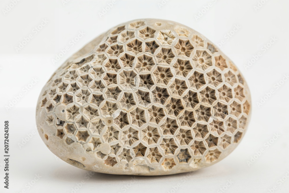 Obraz premium A single fossilized coral stone featuring a detailed hexagonal honeycomb pattern, isolated on a white background, for geological study