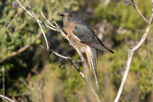Australian Fan-tailed Cuckoo perched in tree