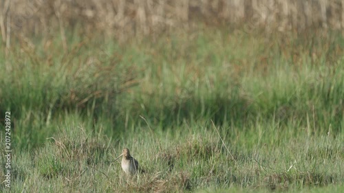 Common snipe (Gallinago gallinago). The bird sits in the grass. Wildlife.