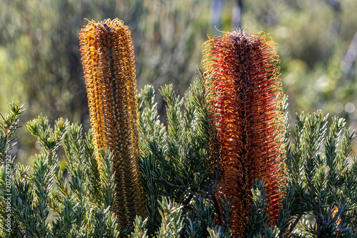 Australian Heath Banksia in flower