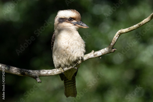 Portrait of a Laughing Kookaburra