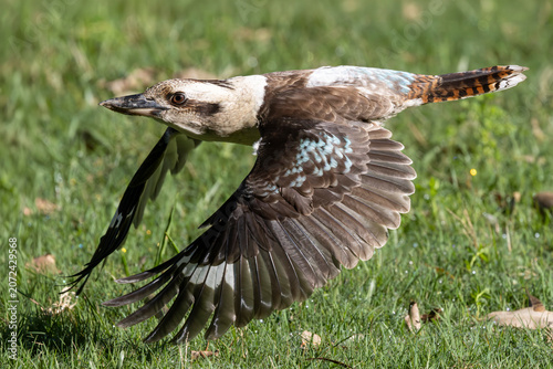 Australian Laughing Kookaburra in flight