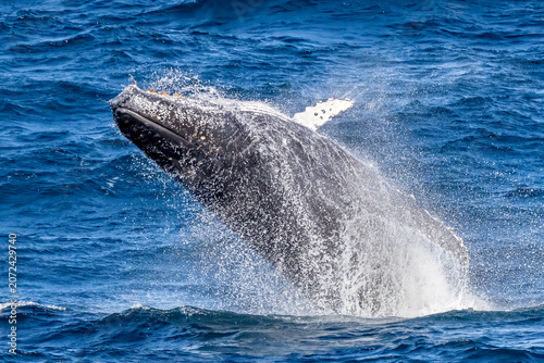 Humpback Whale breaching off the East Australian coast