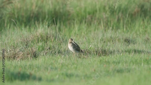 Common snipe (Gallinago gallinago). The bird sits in the grass. Wildlife.