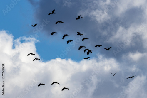 Flock of Australian Yellow-tailed Black cockatoo's in flight