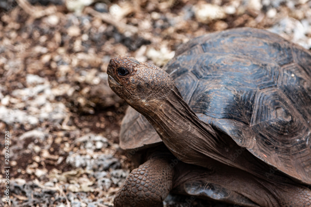 Obraz premium Juvenile Galapagos Giant Tortoise Portrait