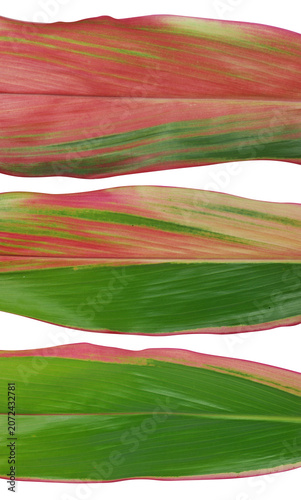 Colorful tropical pink and green variegated Cordyline fruticosa leaves isolated on white background
