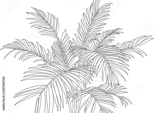 Quadro em tela Palm Frond Line Art Illustration