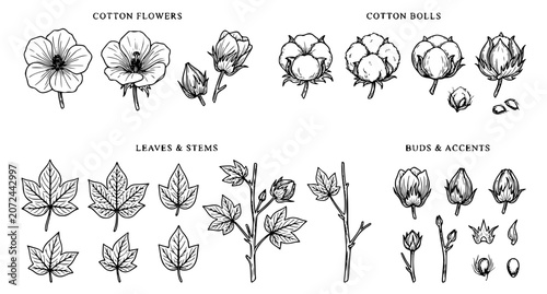 Schilderij op canvas Vintage Cotton Plant Botanical Elements Line Art Vector Set with Flowers and Bol