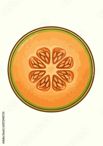 Cantaloupe Melon Fruit Botanical Illustration Set with Whole Fruit and Sliced Sections