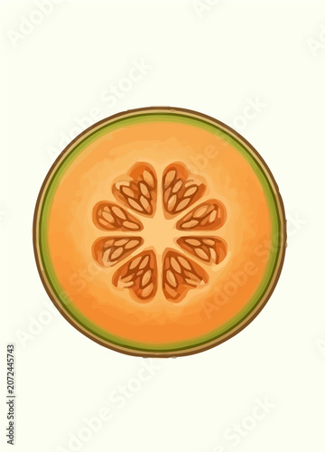 Cantaloupe Melon Fruit Botanical Illustration Set with Whole Fruit and Sliced Sections