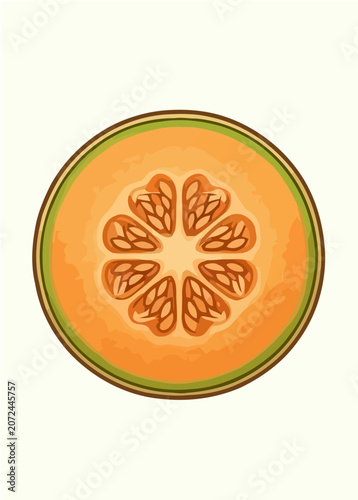 Cantaloupe Melon Fruit Botanical Illustration Set with Whole Fruit and Sliced Sections