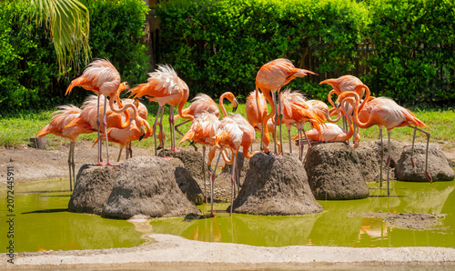 Quadro su tela A far shot of a large American flamingo flock crowding on constructed dirt mounds inside a captive zoo water enclosure under bright sun