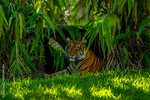 Canvas Print The sumatran tiger rests inside the shaded tunnel shelter surrounded by dense green bamboo leaves mimicking the wild jungle
