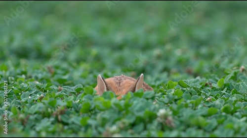 A curious fox peeks its head through a field of green clover, its ears twitching