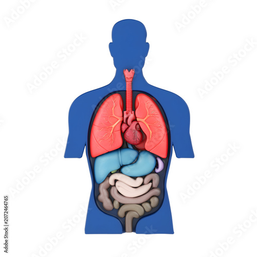 Human Anatomy Concept. Male Torso With Visible Internal Organs, Lungs, Heart, Liver And Intestines. 3d Rendering