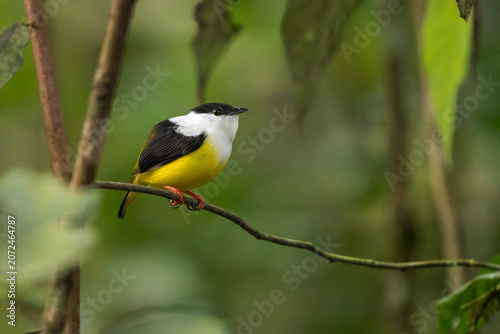 Male White-collared manakin (Manacus candei) perched on a thin vine in Costa Rica