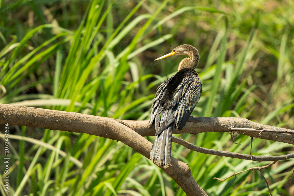 Fototapeta premium Female anhinga (Anhinga anhinga) perched on a fallen tree over the Tarcoles River looking to the side with reeds in the background