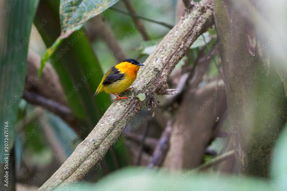 Fototapeta premium male orange-collared manakin (Manacus aurantiacus) perched on a low branch in the rainforest understory in Costa Rica