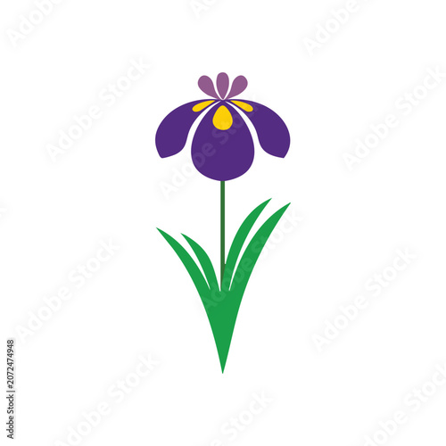 Iris flower vector Illustration.