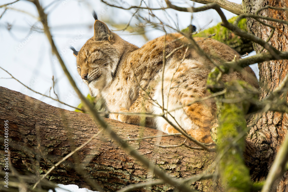 Obraz premium Eurasian lynx (Lynx lynx) sleeping peacefully on a tree branch in side view