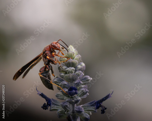 Canvas Print Close-up macro photographs of a paper wasp resting and foraging on a lavender flower